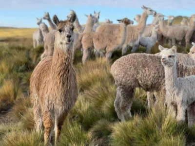 Alpacas en pradera