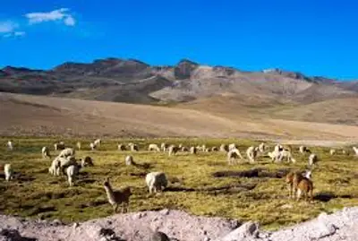 Arequipa: Pampa Cañahuas