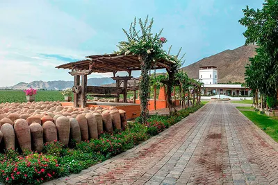 Ruta del pisco 01 día